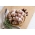Cranberry and rosemary pigs in blankets from The Primrose Herd online shop and Farm butchery