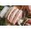 Pork loin chops from Primrose Herd butchery and online shop