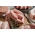 Cranberry and rosemary sausages from The Primrose Herd online shop and Farm Butchery