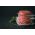 Premium beef burgers from Primrose Herd butchery and online shop