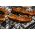 Pork barbeque pack- Large from Primrose Herd butchery and online shop