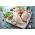 Creedy Carver chicken supremes from Primrose Herd butchery and online shop