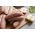 Sausage selection box from Primrose Herd butchery and online shop