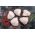 Creedy Carver boneless chicken thighs from Primrose Herd butchery and online shop