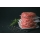 Premium beef burgers from Primrose Herd butchery and online shop